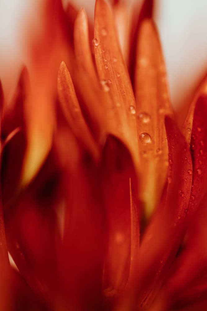 Dewy Orange Petals by Javier Pardina — canvas wall art