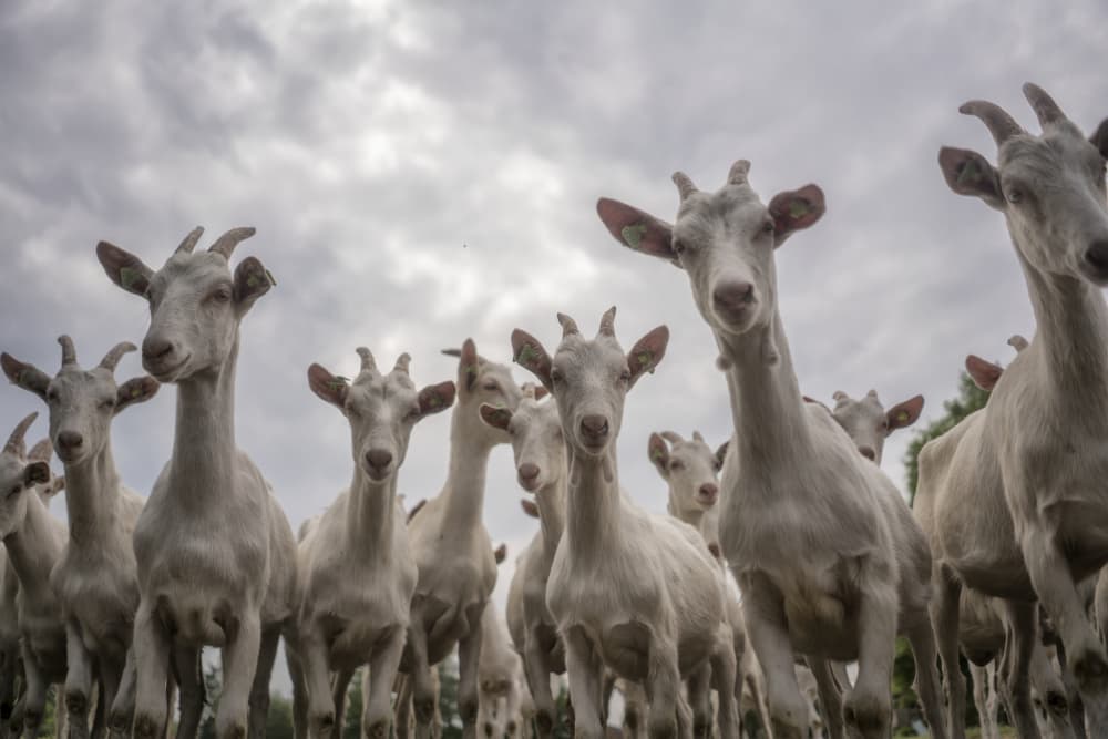 Curious White Goats by Gert van den Bosch — canvas wall art