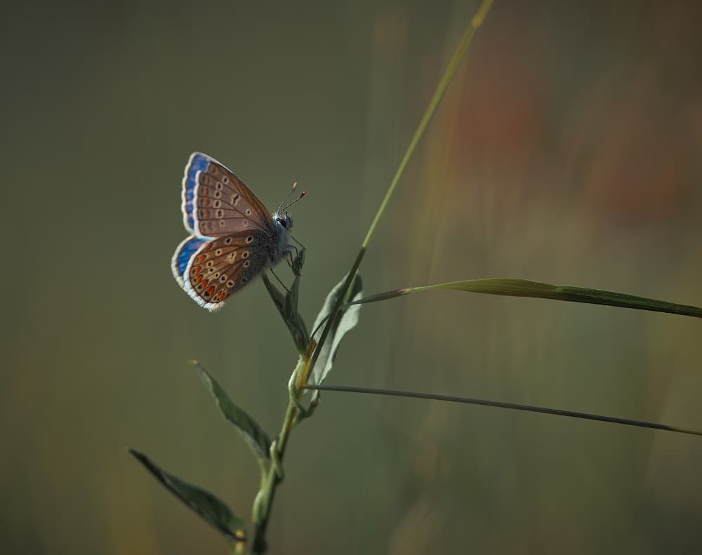 Sunlit Blue Butterfly by Stuart Williams — canvas wall art