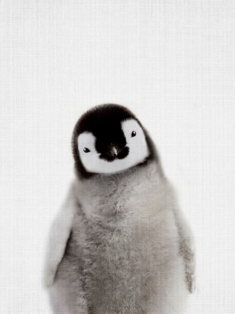 Curious Baby Penguin by Lila &amp; Lola — canvas wall art