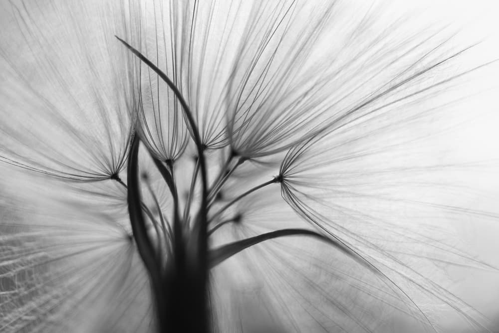 Delicate Dandelion Seeds by Keren Or — canvas wall art