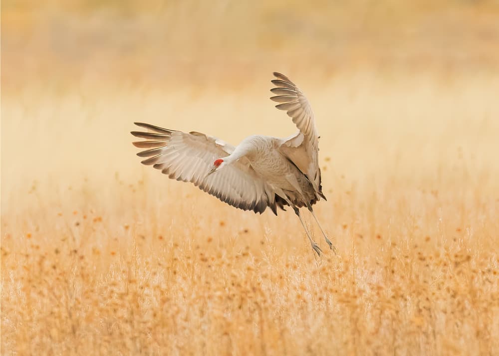 Sandhill Crane Landing by Qingsong Wang — canvas wall art
