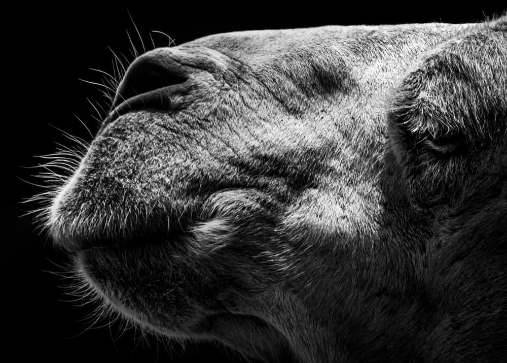 Powerful Camel Profile by Sultan — canvas wall art
