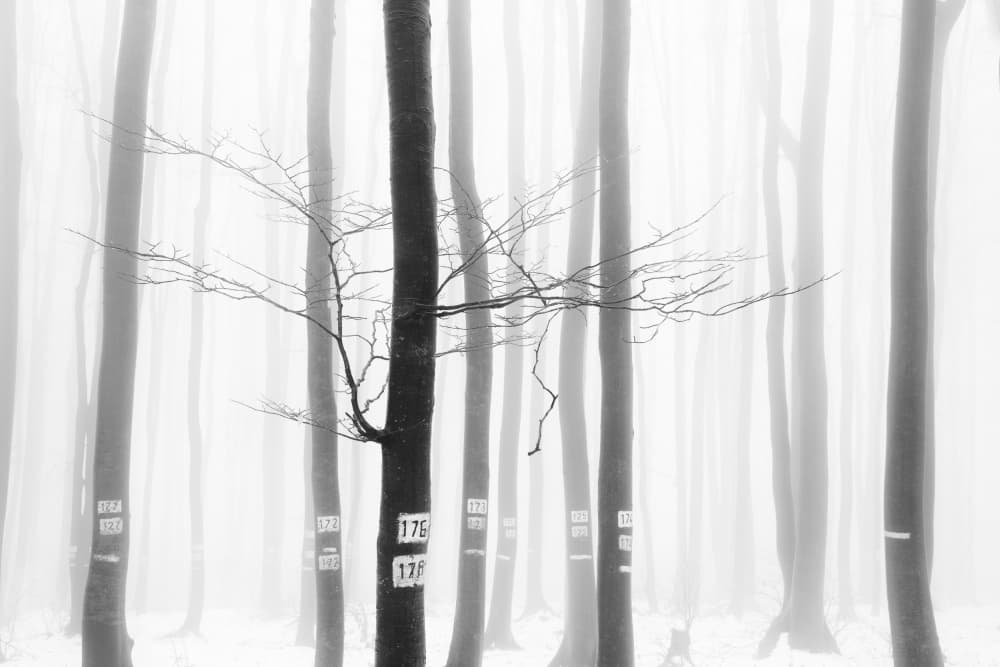 Misty Winter Forest by Hristo Yordanov — canvas wall art