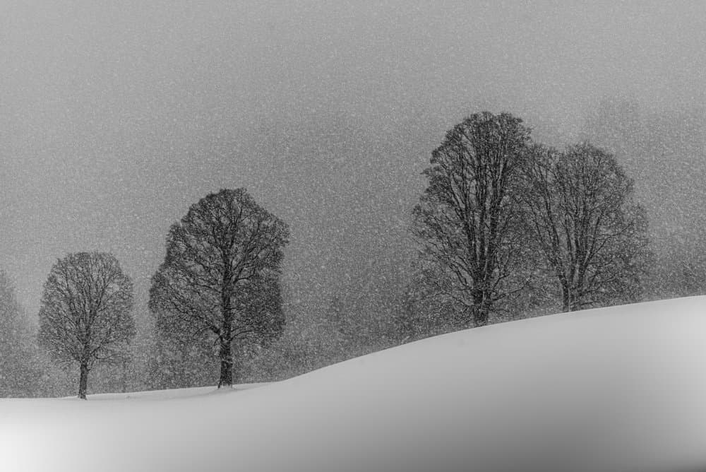 Falling Snow Trees by Andy Dauer — canvas wall art