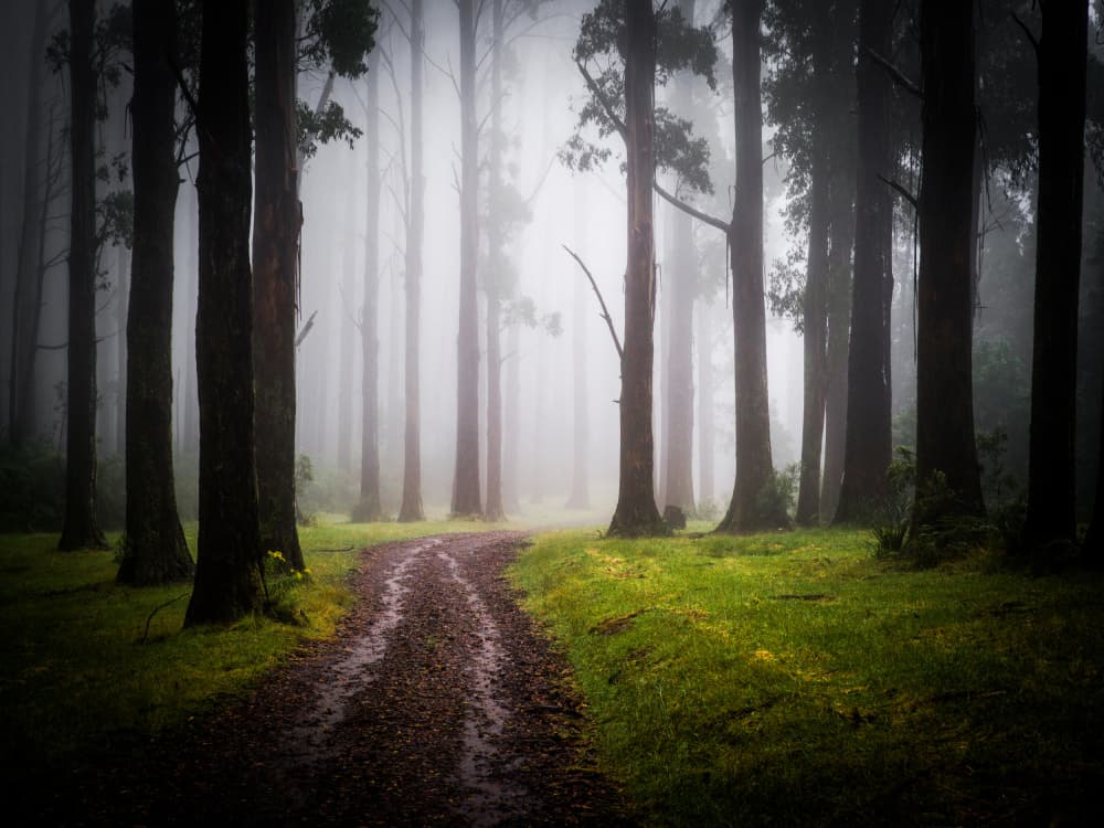 Misty Forest Path by Allan Li wp — canvas wall art
