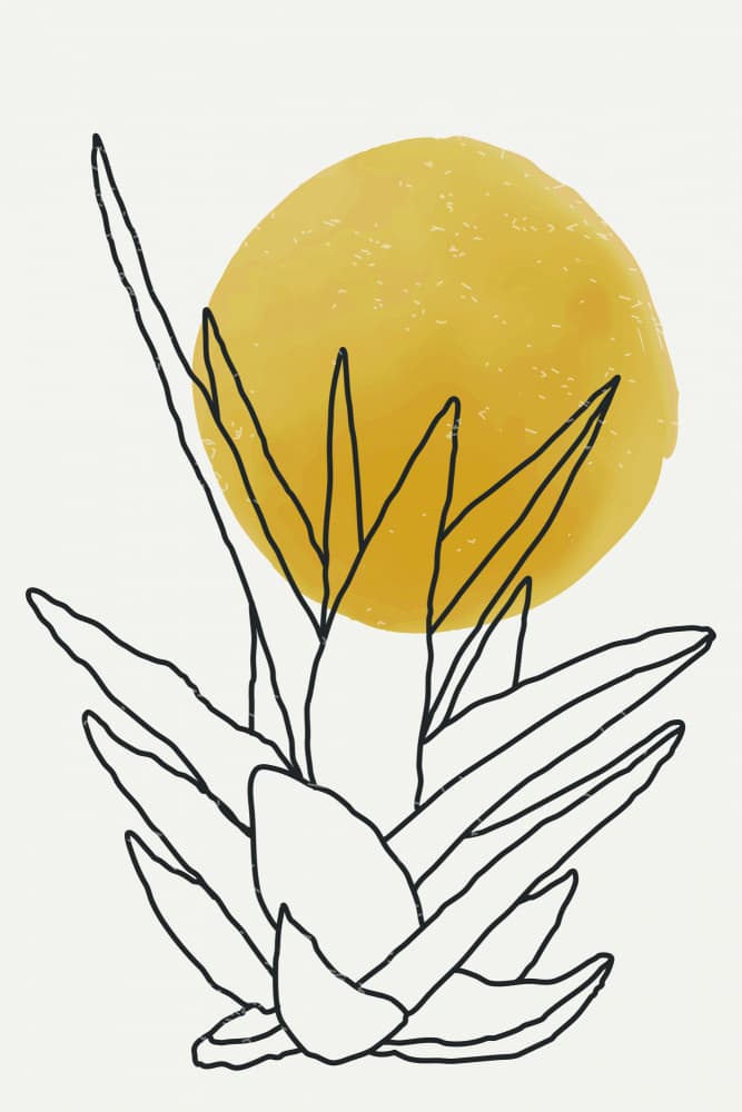Minimalist Agave Sun by jay stanley — canvas wall art