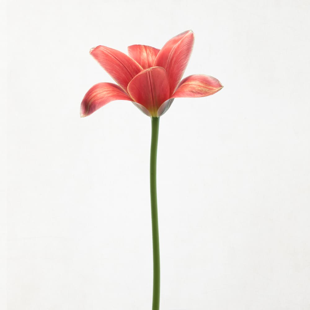 Vibrant Coral Tulip by Lotte Grønkjær — canvas wall art