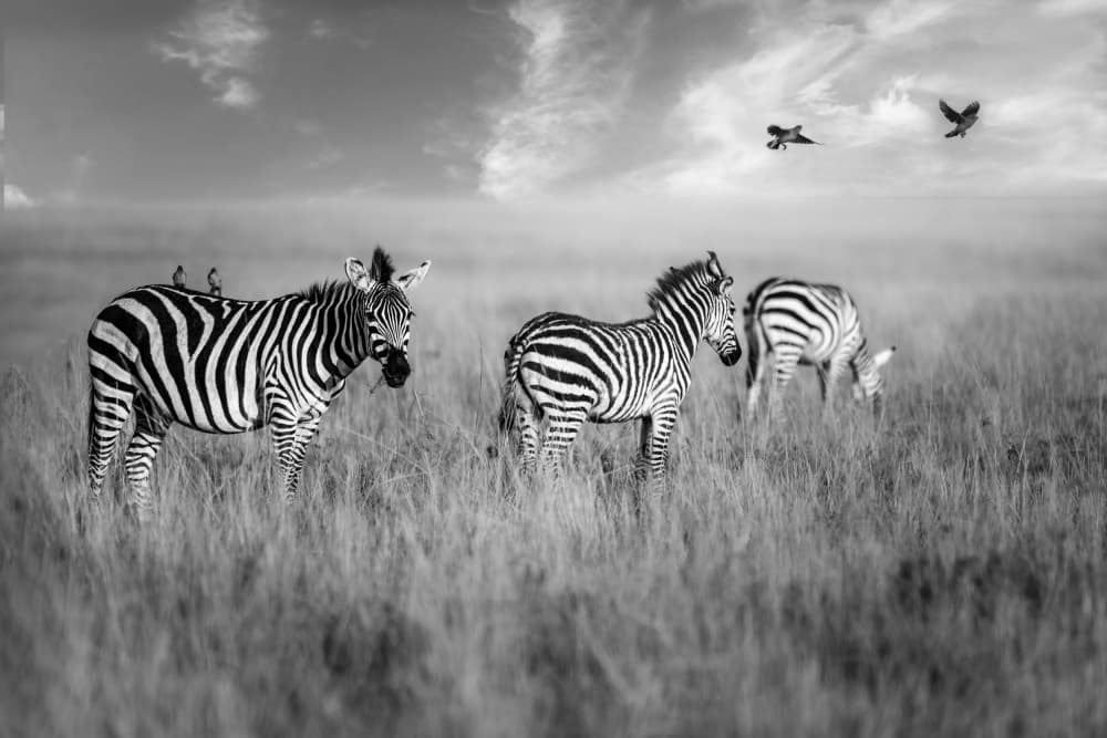 African Zebras Roam by Anita Singh — canvas wall art