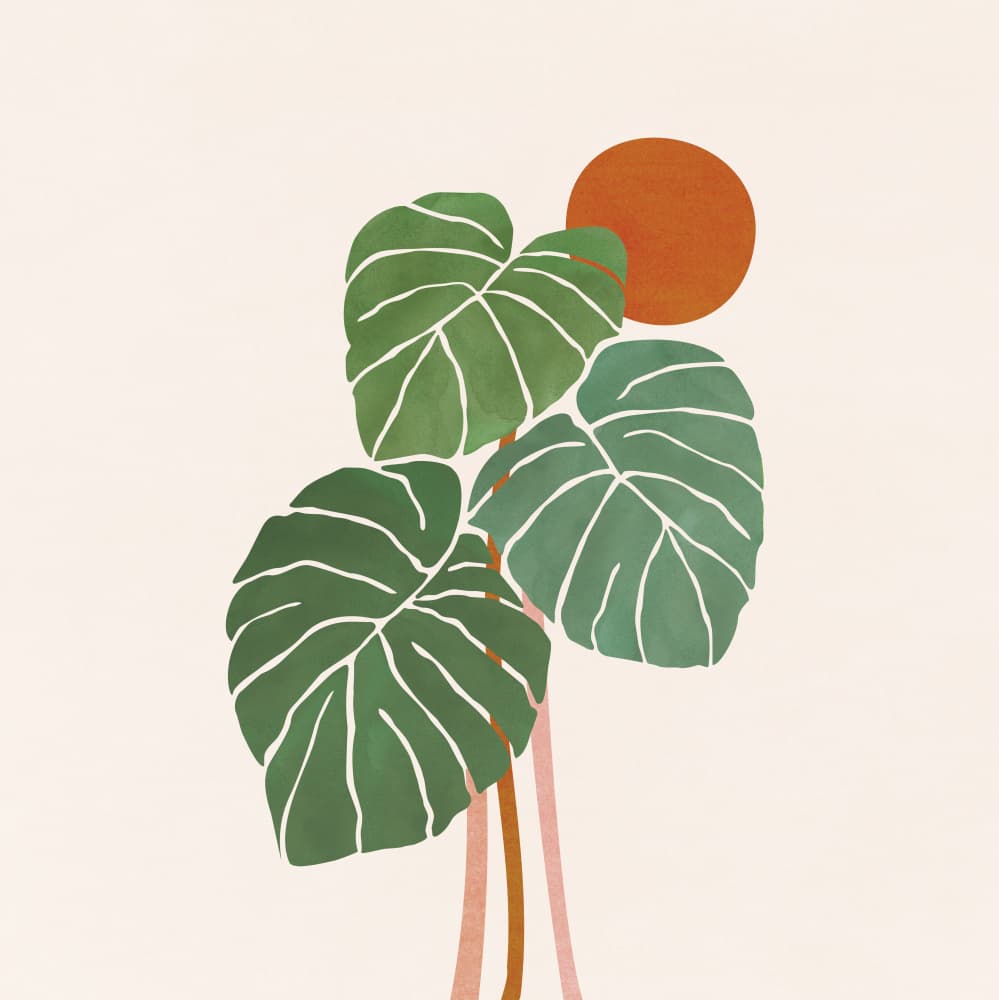 Monstera and Sunshine 2 Sq by Kristian Gallagher — canvas wall art