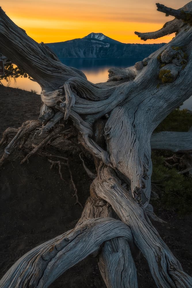 Ancient Tree Lake Sunset by Lydia Jacobs — canvas wall art