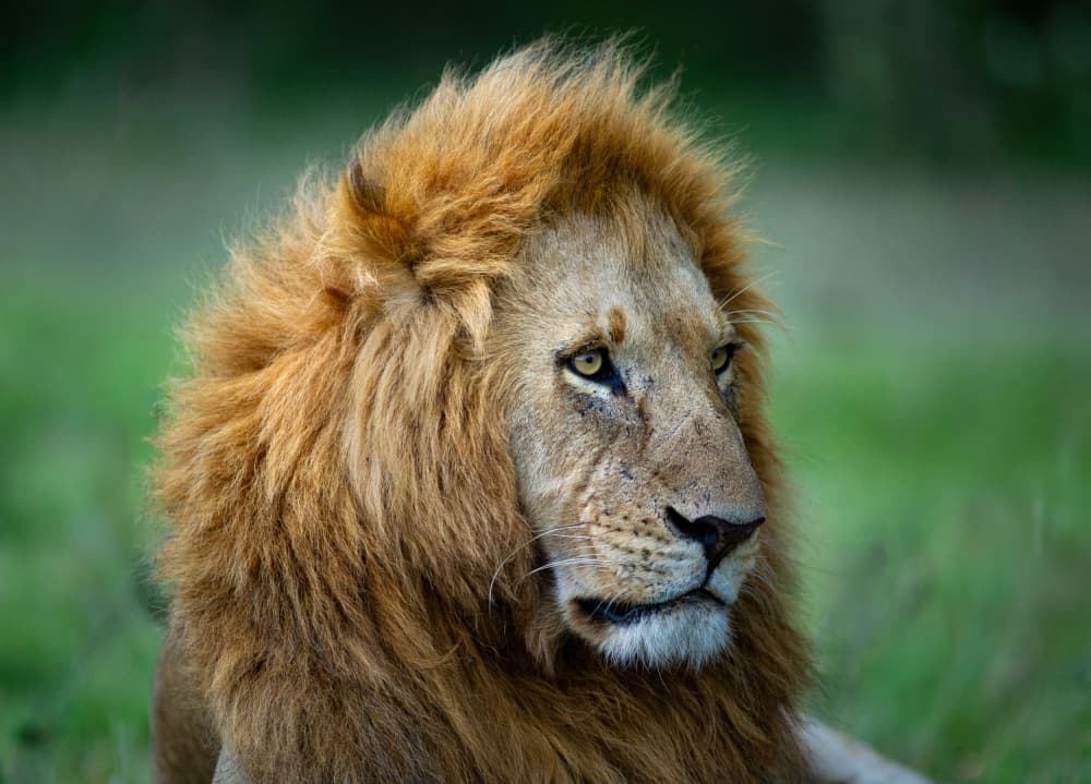 Majestic Lion Gaze by Keller — canvas wall art