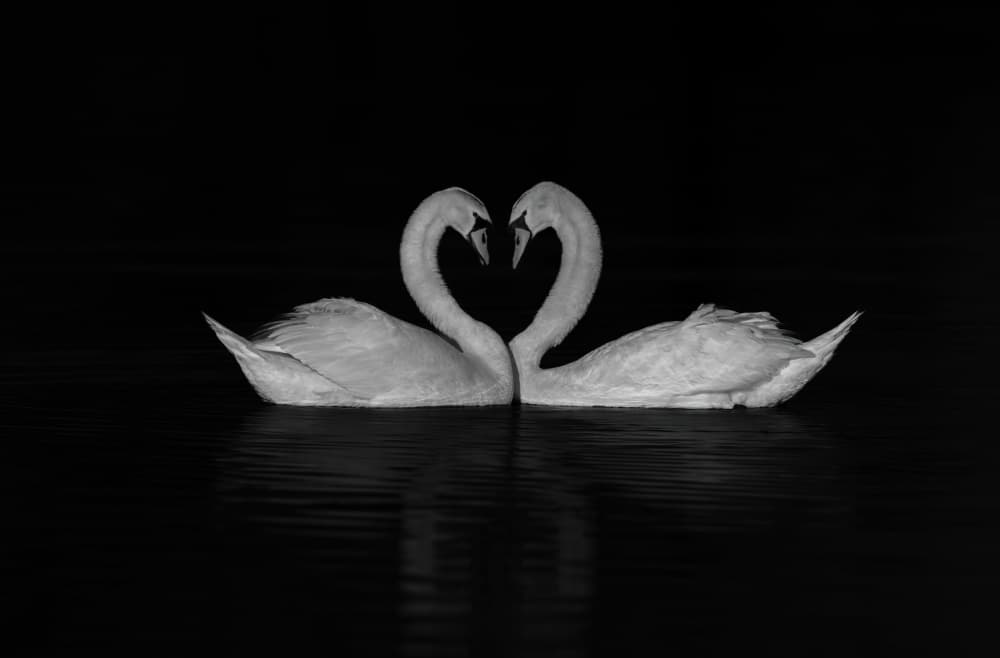 Swans Love Heart by Johnson Huang — canvas wall art