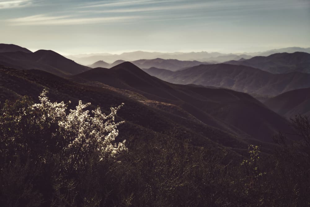 Sunlit Mountain Bloom by Tim Mossholder — canvas wall art