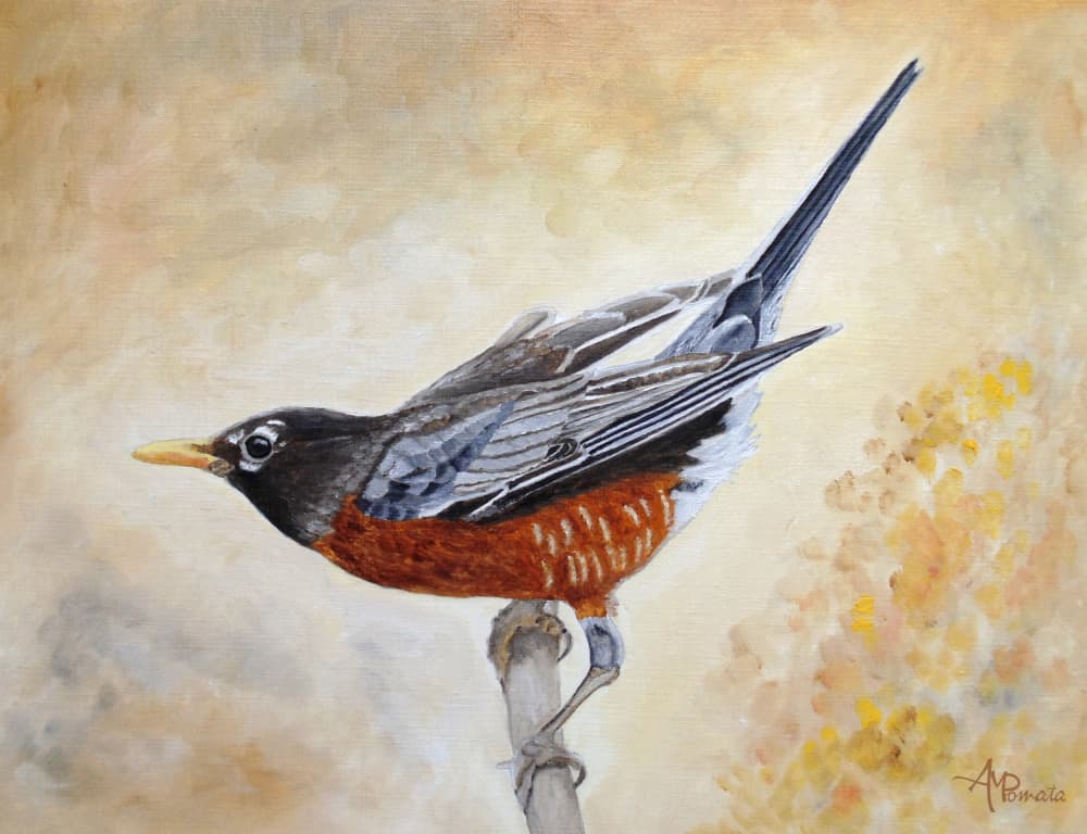 American Robin Perched by Angeles M. Pomata — canvas wall art
