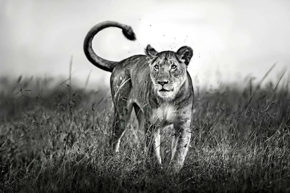 Lioness Close Up by Xavier Ortega — canvas wall art
