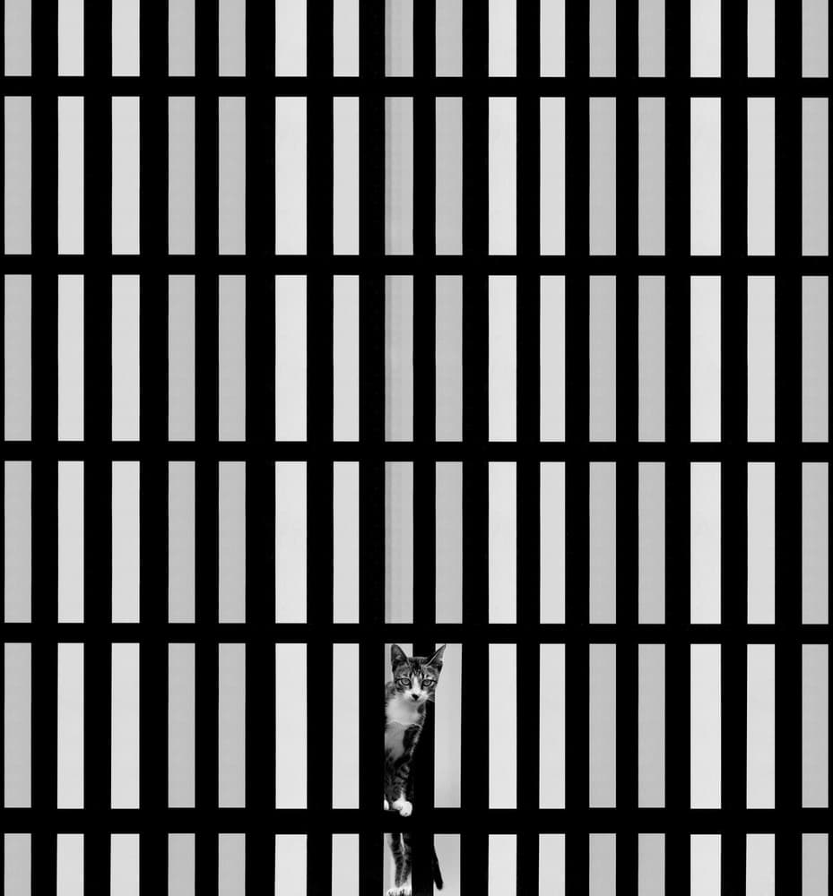 Curious Cat Stripes by Kahar Lagaa — canvas wall art
