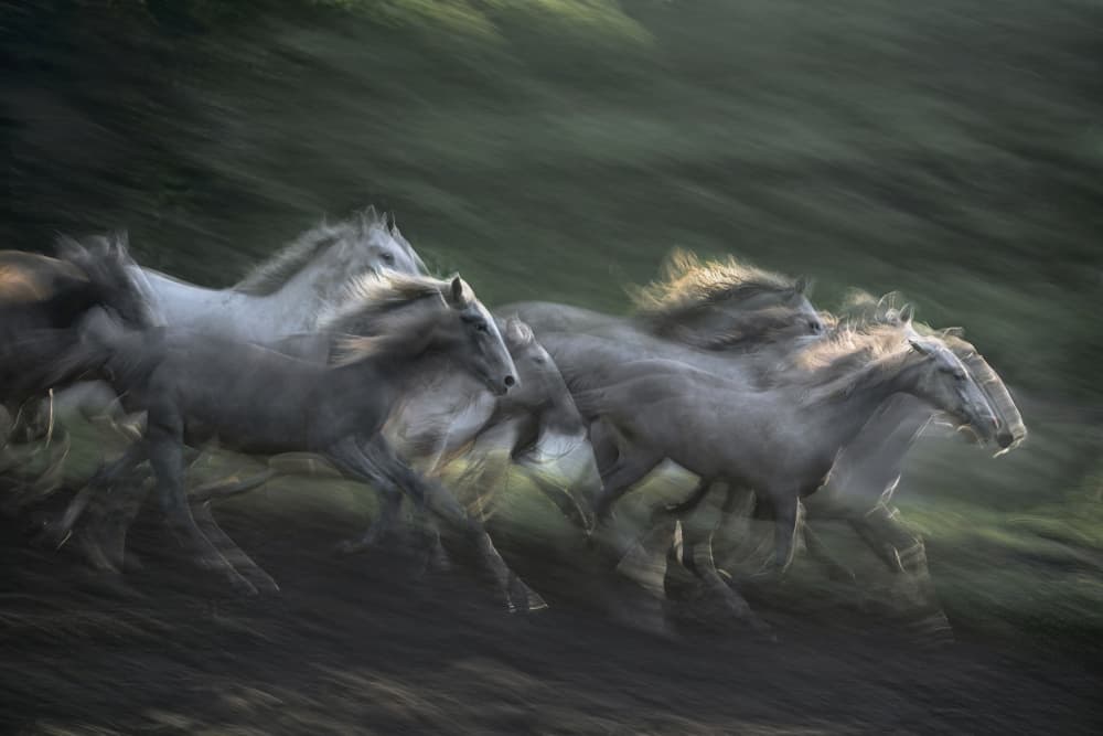 Wild Horses Running by Milan Malovrh — canvas wall art