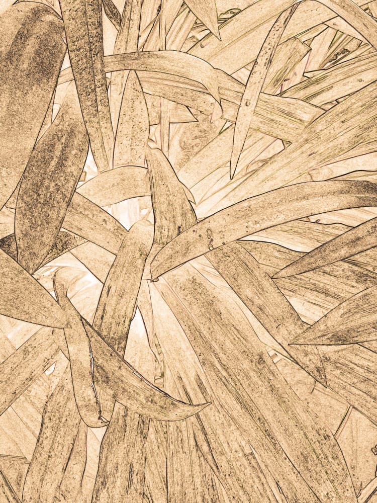 Sepia Leaves Sketch by Santhosh ch — canvas wall art