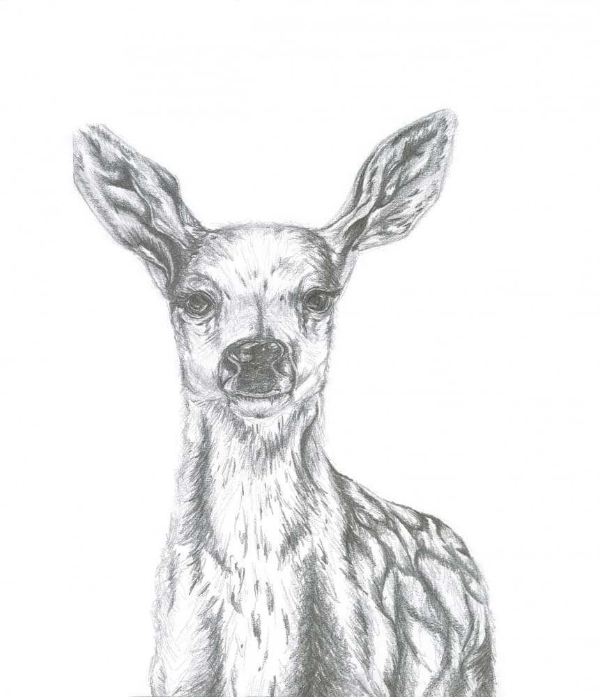 Curious Fawn Sketch by Lor Muller — canvas wall art