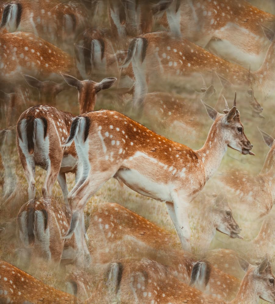 Ethereal Spotted Deer by Foto Tinca — canvas wall art