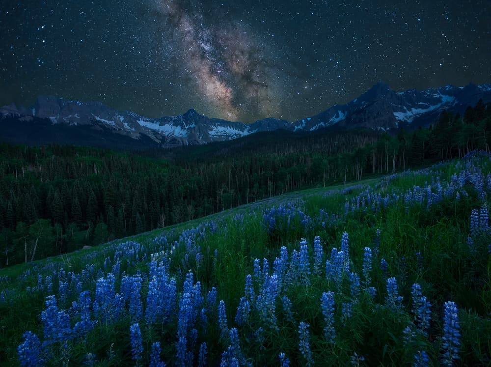 Starry Night Lupine Field by Mei Xu — canvas wall art