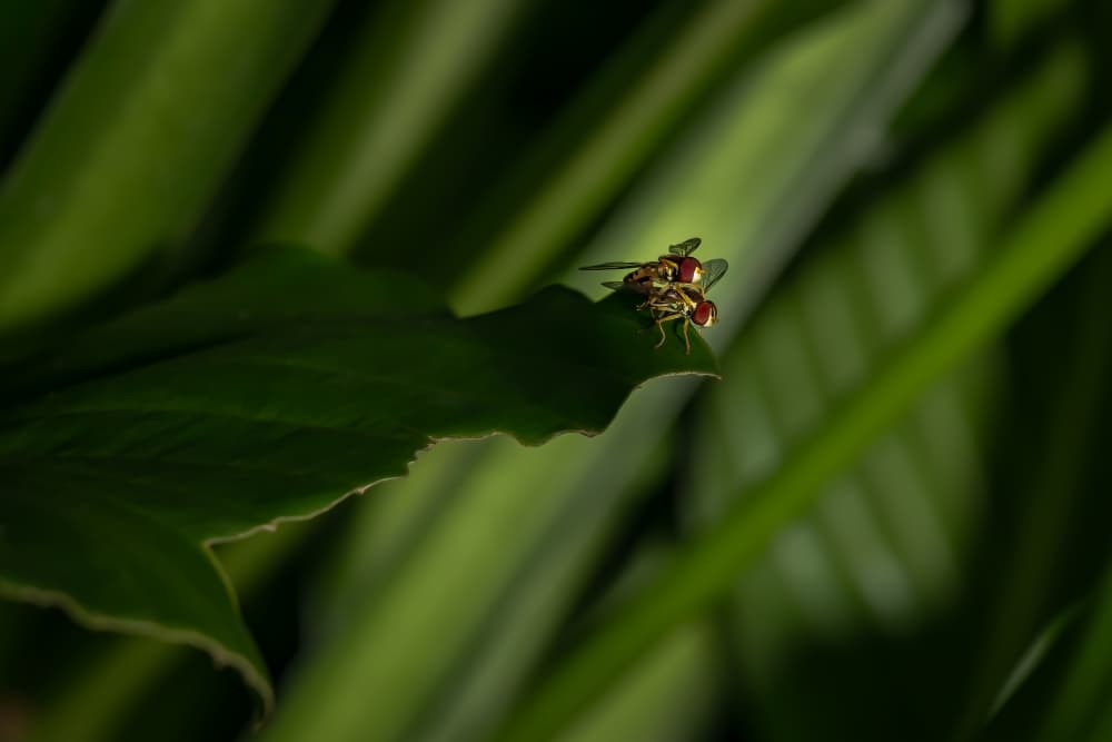 Mating Flies on Leaf by Xiaohong Zhang — canvas wall art