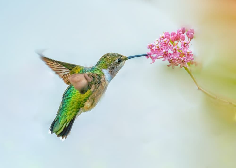 Delicate Hummingbird Feeding by Ling  Lu — canvas wall art