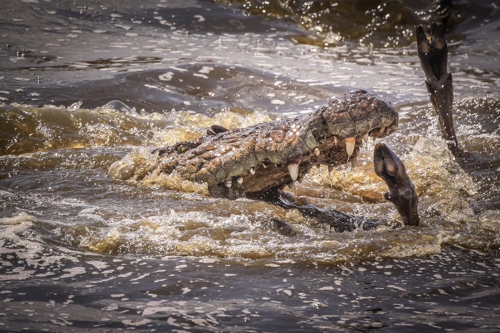 Wild Crocodile Attack by Jeffrey C. Sink — canvas wall art