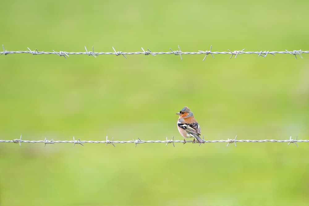Chaffinch on Barbed Wire by Faris Saieda — canvas wall art