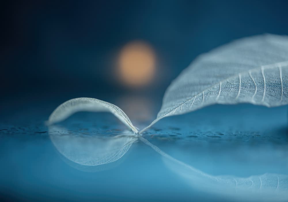 Delicate Leaf Reflection by Judy Tseng — canvas wall art