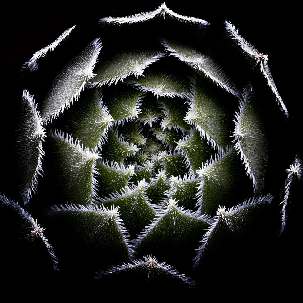 Fuzzy Succulent Spiral by Victor Mozqueda — canvas wall art