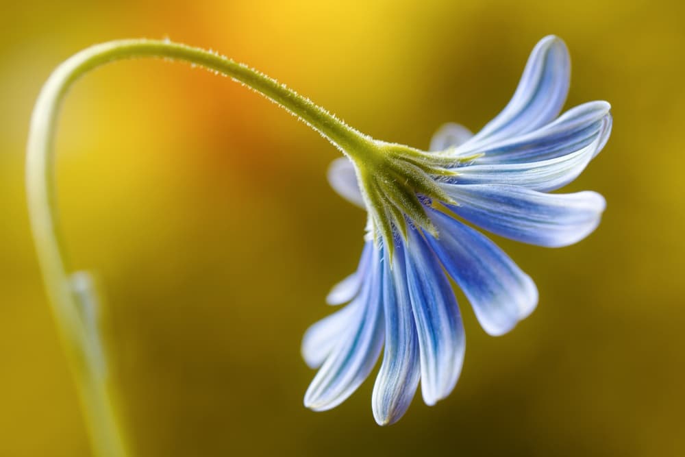 Cape Daisy by Mandy Disher — canvas wall art