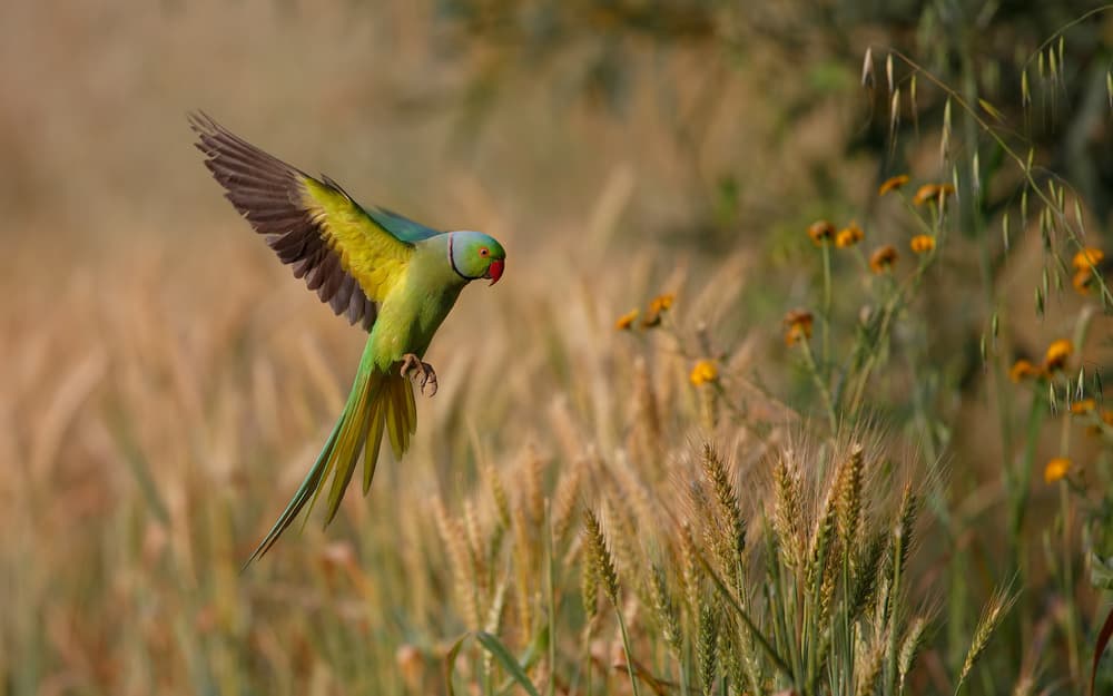 Vibrant Parrot In Flight by Assaf Gavra — canvas wall art