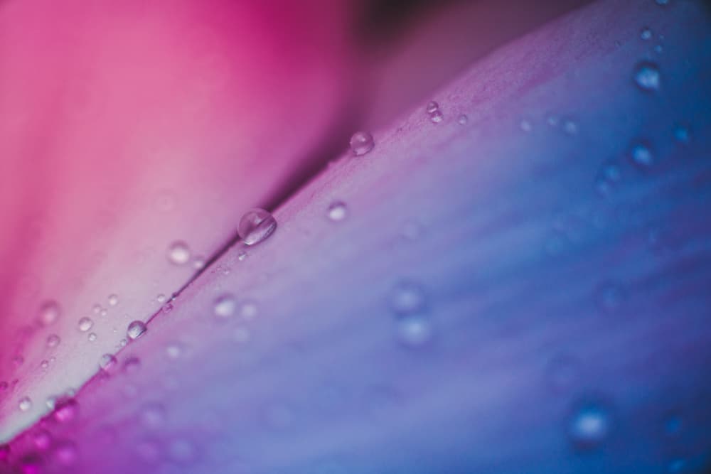 Pink Blue Petal Drops by Javier Pardina — canvas wall art