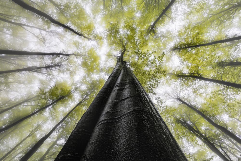 Misty Forest Canopy by Tom Pavlasek — canvas wall art