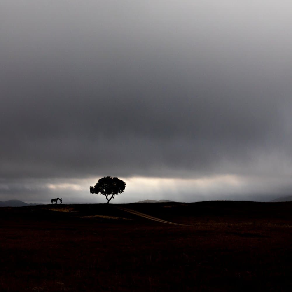 Solitary Tree and Horse by Hsiao-Yang Fei — canvas wall art