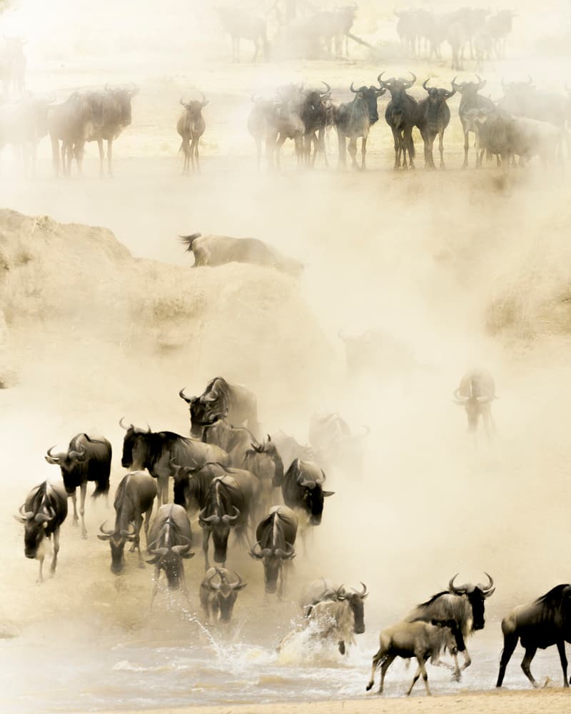 Wildebeest Migration Crossing by Husain Alfraid — canvas wall art