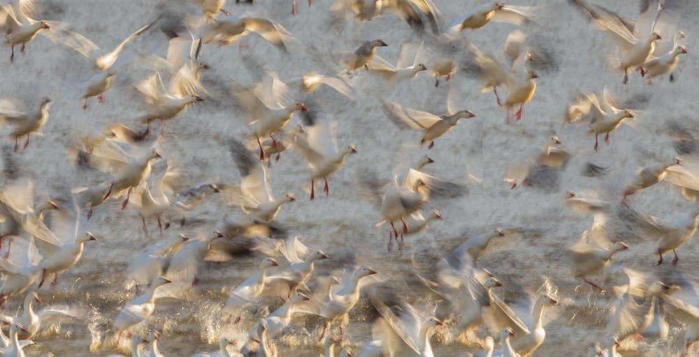 White Geese In Flight by David Hua — canvas wall art