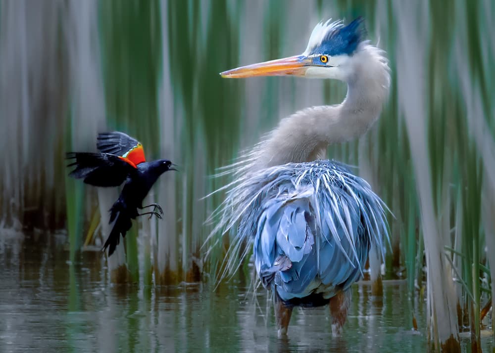 Heron and Blackbird Encounter by Louie Luo — canvas wall art