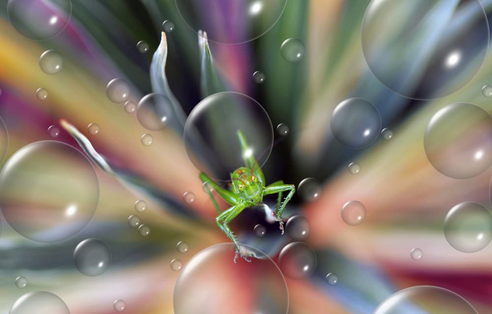 Vibrant Grasshopper Bubble Dream by Thierry Dufour — canvas wall art