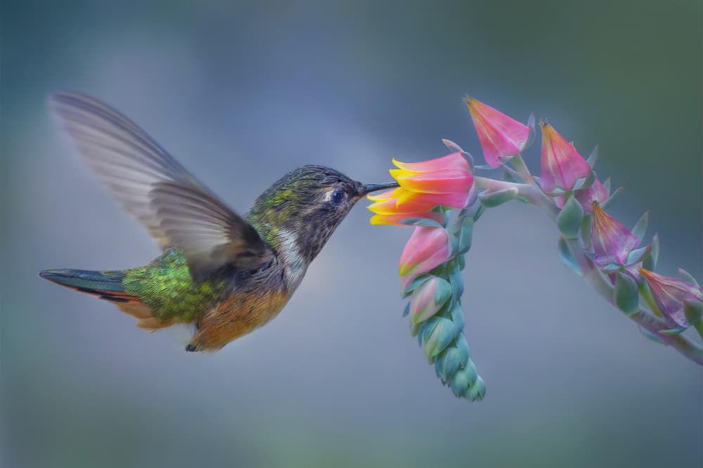Colorful Hummingbird Bloom by Qing Zhao — canvas wall art
