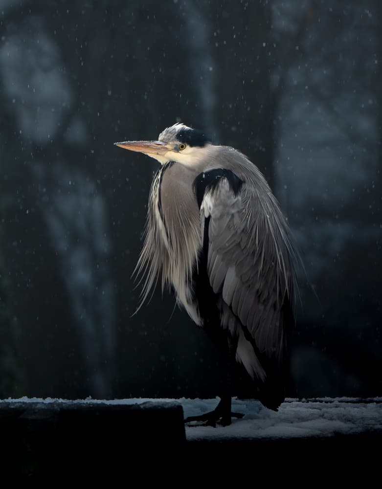 Snowy Grey Heron by Erik Engström — canvas wall art