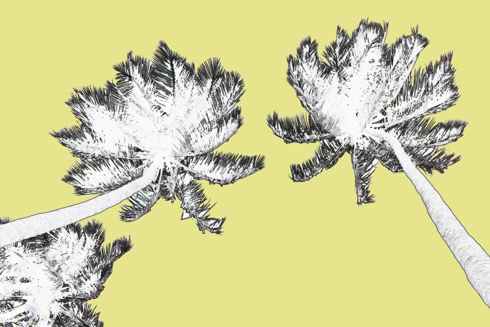 Golden Sky Palms by Santhosh ch — canvas wall art