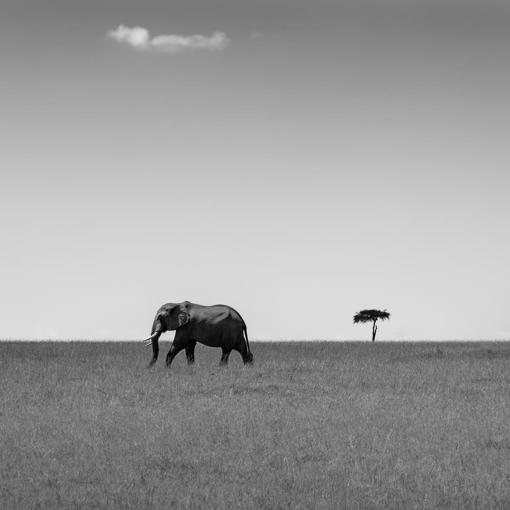 African Elephant Solitude by Ali Khataw — canvas wall art