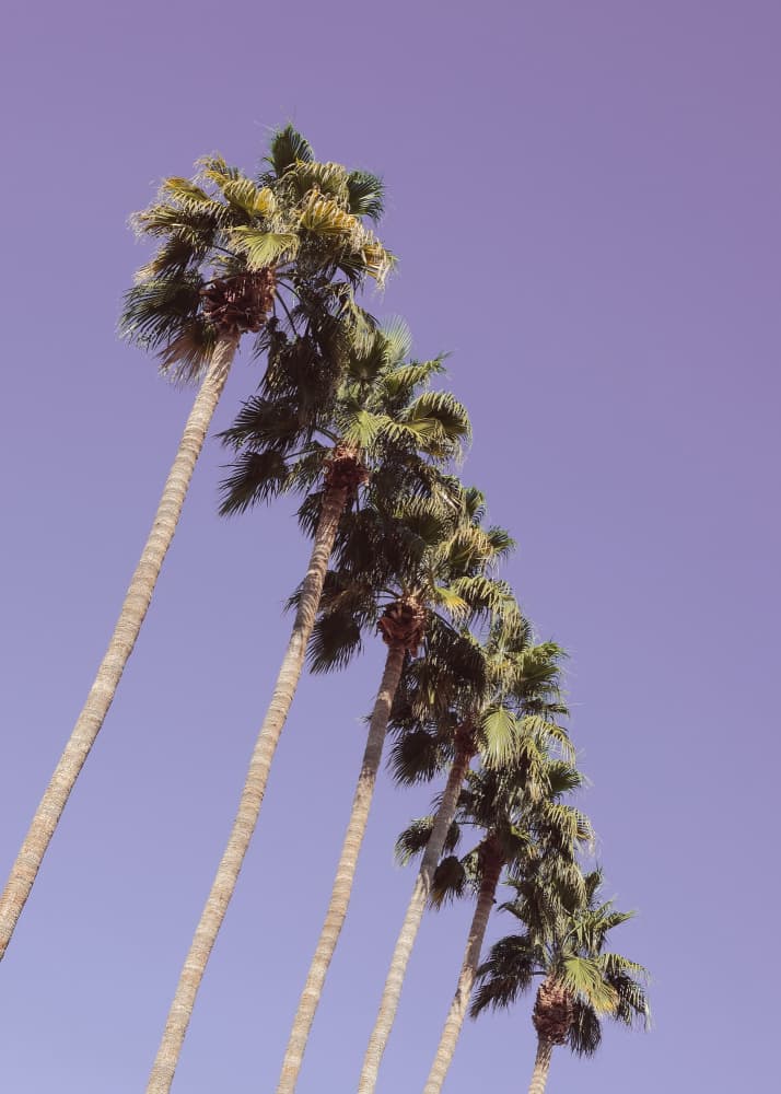 Purple Sky Palm Trees by Pictufy Studio III — canvas wall art
