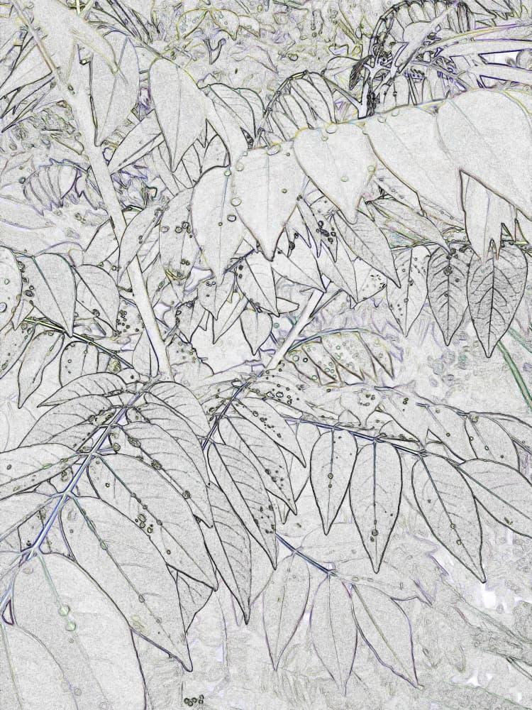 Green Leaf Outline by Santhosh ch — canvas wall art