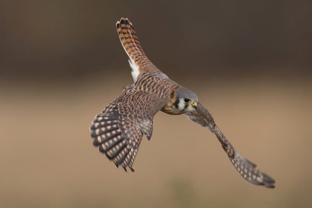American Kestrel by Gavin Lam — canvas wall art