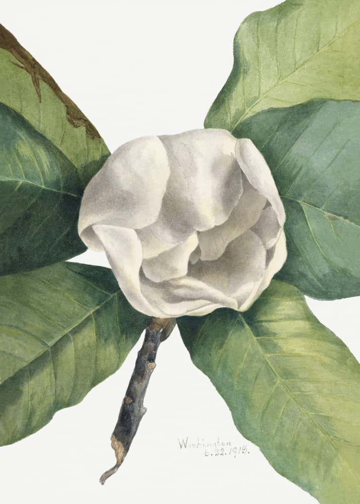 Southern Magnolia (1918) by Mary Vaux Walcott — canvas wall art