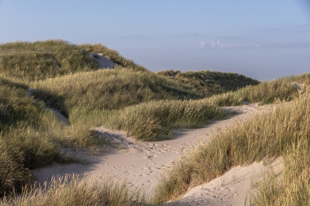 Dune Landscape 1 by Mareike Böhmer — canvas wall art